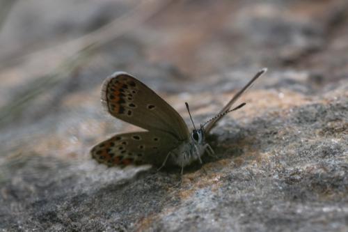 Réf. 222 153 : Plebejus idas